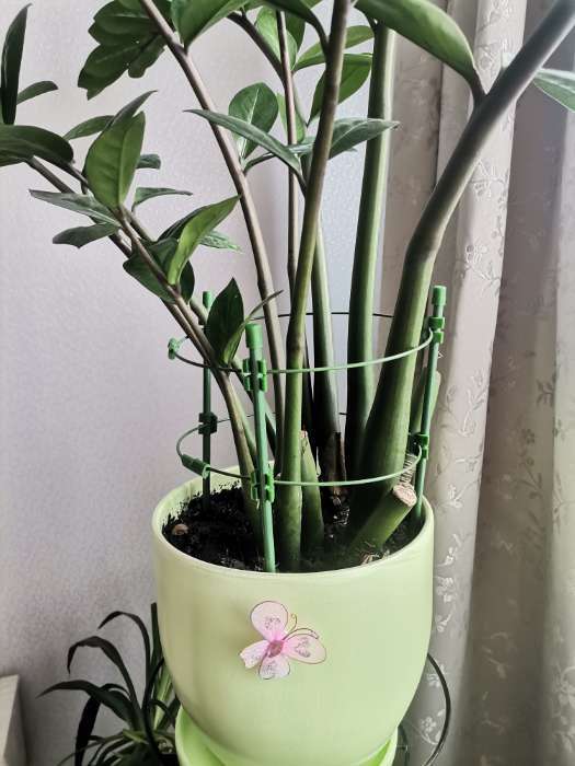 Фотография покупателя товара Кустодержатель, d=18 см, h=30 см, 2 кольца, металл, зелёный, Greengo - Фото 1