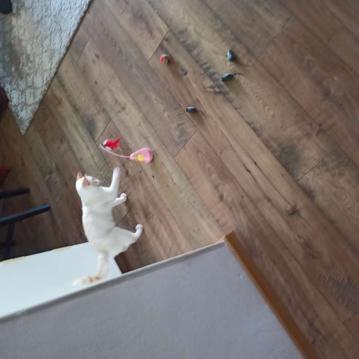 Фотография покупателя товара Мышь бархатная, 6 см, серая - Фото 19