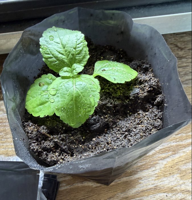 Фотография покупателя товара Пакет для рассады, 1 л, 9×18 см, полиэтилен, толщина 50 мкм, с перфорацией, чёрный, Greengo - Фото 1