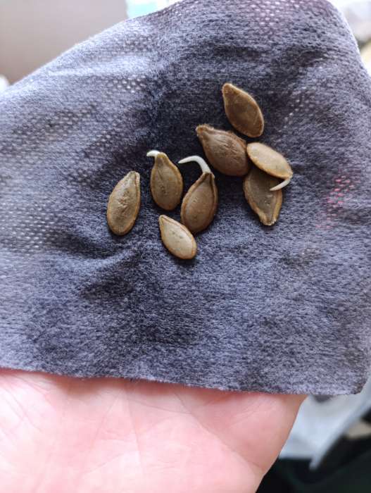 Фотография покупателя товара Семена Тыква Длинная из Неаполя мускатная  (Lunga Di Napoli)  4 шт. / НОВИНКА 12.29 г. - Фото 1