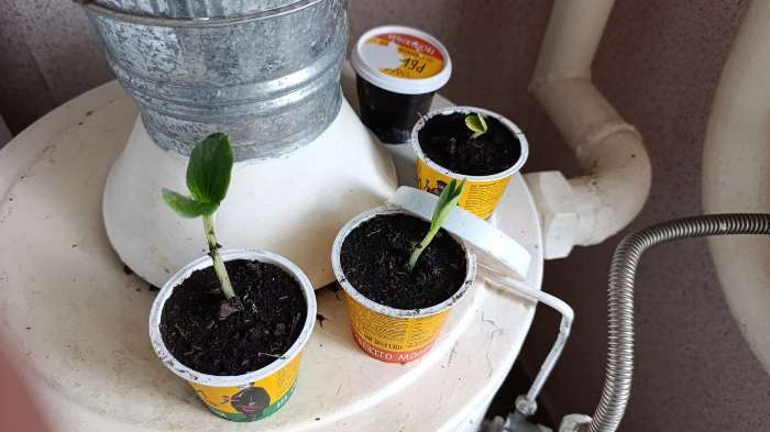 Фотография покупателя товара Семена Тыква Длинная из Неаполя мускатная  (Lunga Di Napoli)  4 шт. / НОВИНКА 12.29 г. - Фото 2