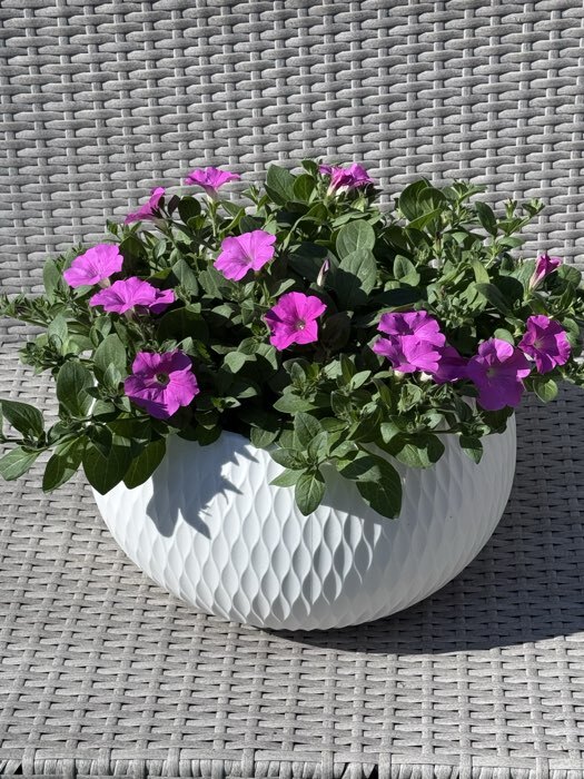 Фотография покупателя товара Кашпо для цветов «Жемчужина», 4 л, d=29 см, h=19.5 см, пластик, со вставкой, белое - Фото 1