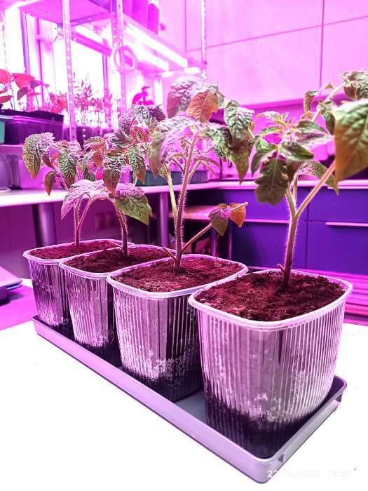 Фотография покупателя товара Поддон для рассады, 37×13.5×2.5 см, пластик, серый - Фото 1