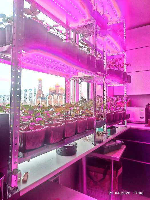 Фотография покупателя товара Поддон для рассады, 37×13.5×2.5 см, пластик, серый - Фото 4