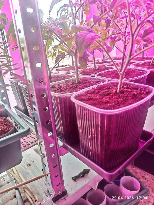 Фотография покупателя товара Поддон для рассады, 37×13.5×2.5 см, пластик, серый - Фото 2