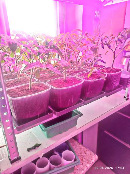 Фотография покупателя товара Поддон для рассады, 37×13.5×2.5 см, пластик, серый - Фото 3