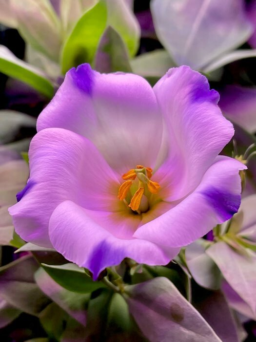Фотография покупателя товара Семена цветов Эустома "Сапфир" Блу Чип, крупноцветковая, 5 шт - Фото 4