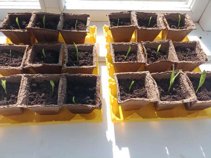 Фотография покупателя товара Семена Кукуруза попкорн «Лопай-лопай», 7 г, «Аэлита» - Фото 1