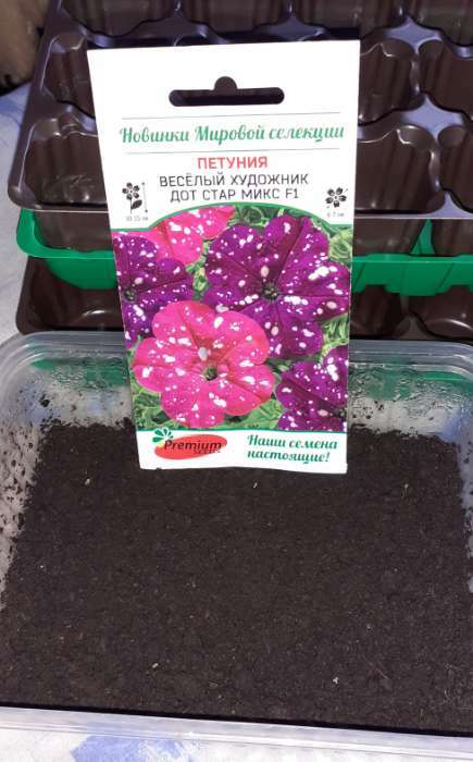 Фотография покупателя товара Семена цветов Петуния многоцветковая Весёлый художник Дот Стар Микс F1 7 шт.