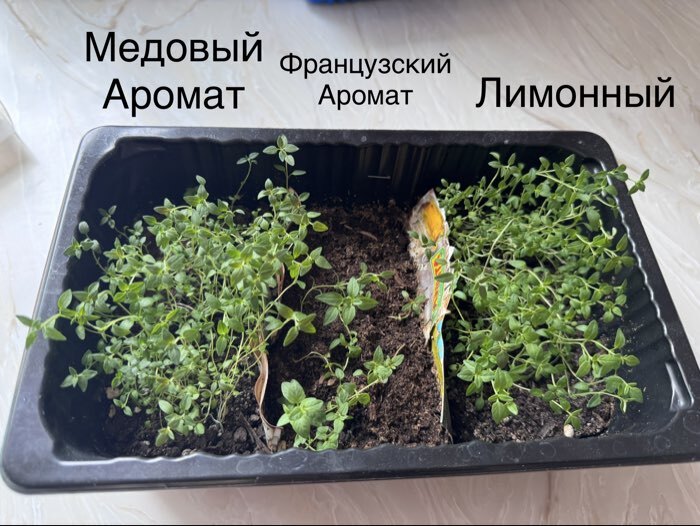 Фотография покупателя товара Семена Тимьян, чабрец, «Лимонный», пряность, 0.2 г, «Аэлита» - Фото 1