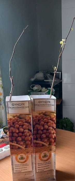 Фотография покупателя товара Фундук (Лещина обыкновенная) Авелана 1 шт. туба, Весна 2026 - Фото 1