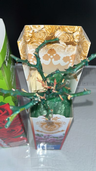 Фотография покупателя товара Саженец розы "Фейри " 1 шт Весна 2022 - Фото 1