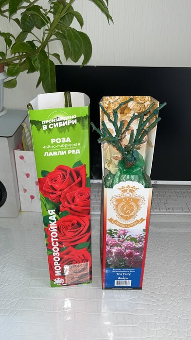 Фотография покупателя товара Саженец розы "Фейри " 1 шт Весна 2022 - Фото 2