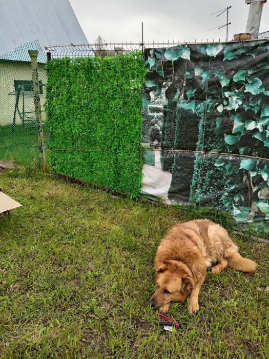 Фотография покупателя товара Декоративная панель, 60×40 см, «Самшит», Greengo - Фото 6
