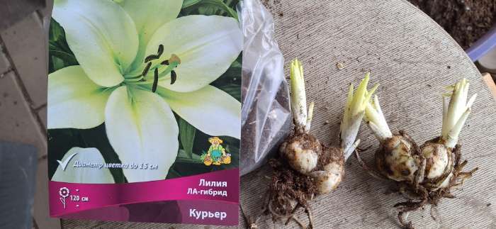 Фотография покупателя товара Лилии ЛА-гибриды «Курьер», 2 шт., Осень 2026, «ПОИСК» - Фото 1