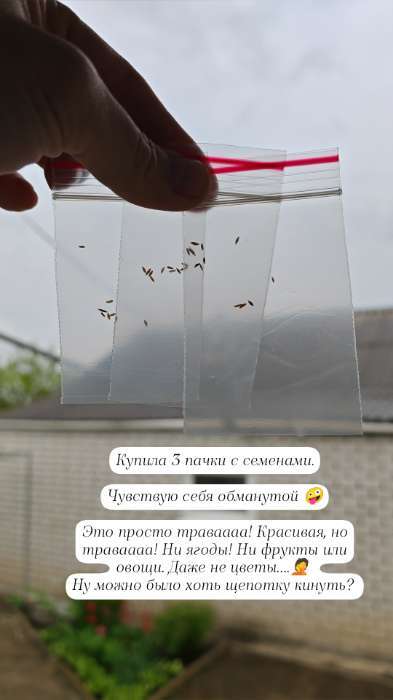 Фотография покупателя товара Семена цветов Лагурус «заячий хвостик», однолетник, 10 шт. - Фото 18