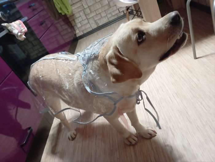 Фотография покупателя товара Дождевик с капюшоном для собак OSSO, р. 35 (ДС 35 см), прозрачный, окантовка микс цветов - Фото 6