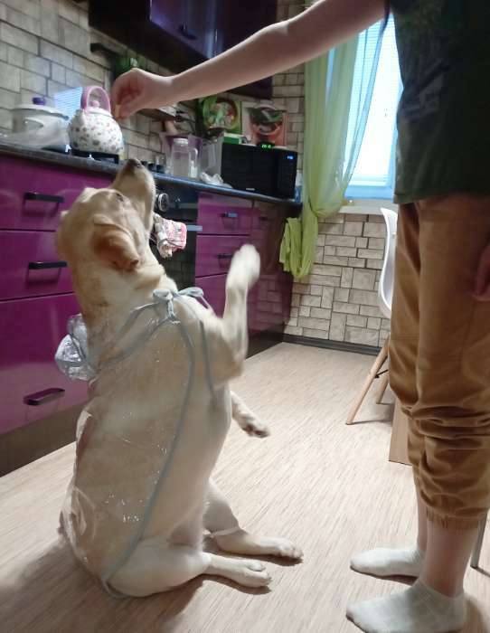 Фотография покупателя товара Дождевик с капюшоном для собак OSSO, р. 40 (ДС 40 см), прозрачный, окантовка микс цветов - Фото 5