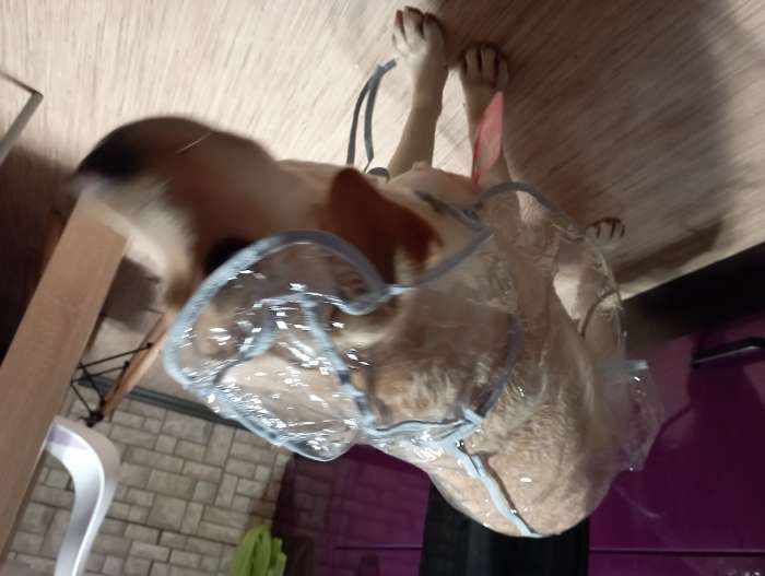 Фотография покупателя товара Дождевик с капюшоном для собак OSSO, р. 40 (ДС 40 см), прозрачный, окантовка микс цветов - Фото 3