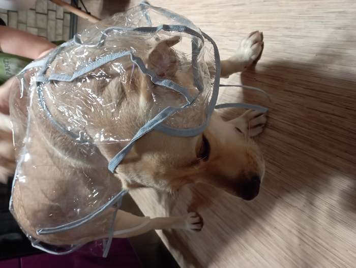 Фотография покупателя товара Дождевик с капюшоном для собак OSSO, р. 60 (ДС 60 см), прозрачный, окантовка микс цветов - Фото 5