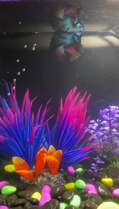 Фотография покупателя товара Растение искусственное аквариумное, 18 х 10 х 11,5 см, красно-фиолетовый