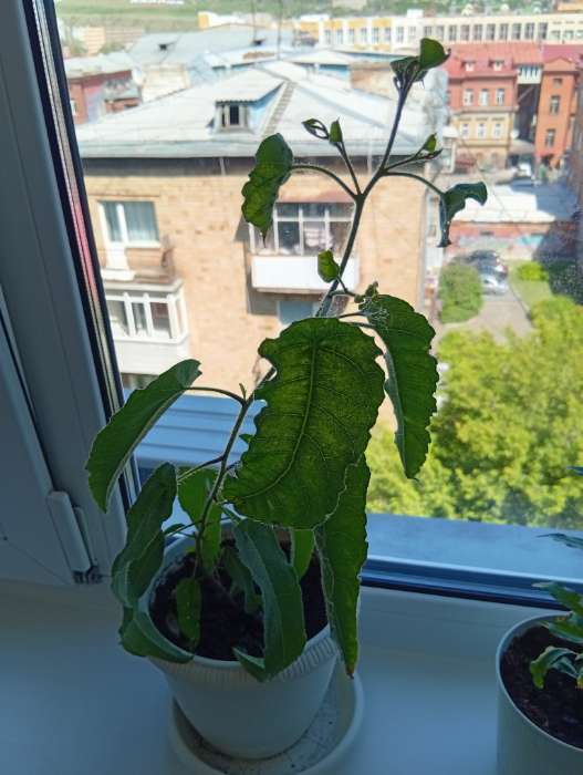 Фотография покупателя товара Семена комнатных цветов Эвкалипт «Флагман», 0.05 г, «Гавриш» - Фото 1