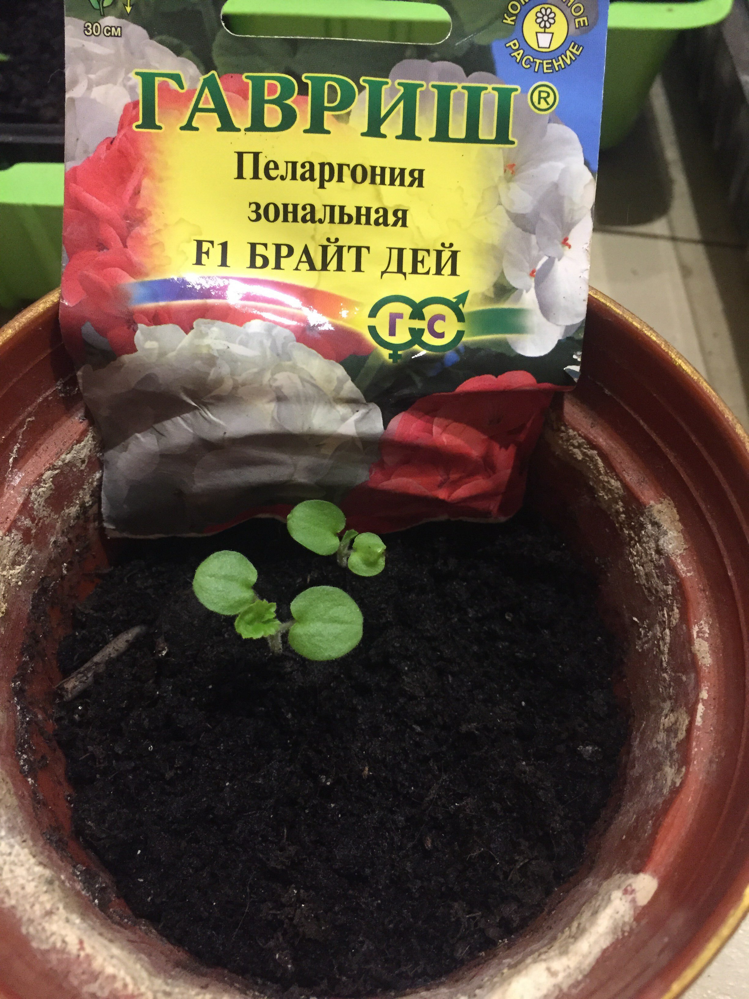 Фотография покупателя товара Семена цветов Примула "Альба высокая", серия Устойчив к заморозкам, 4 шт