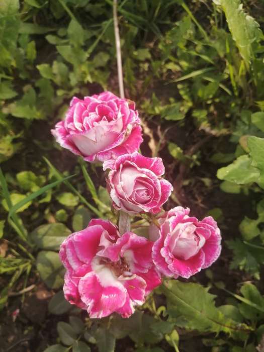 Фотография покупателя товара Саженец розы Дип Перпл, Весна 2024, 1 шт. - Фото 8