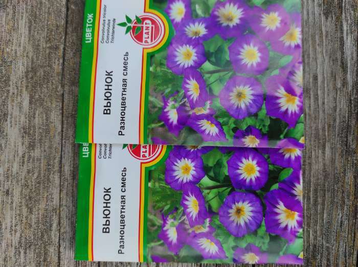 Фотография покупателя товара Семена цветов "Вьюнок", разноцветная смесь, 0,5 г - Фото 1
