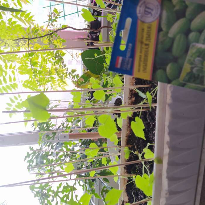 Фотография покупателя товара Сетка садовая, 2 × 10 м, ячейка 1.5 × 1.5 см, пластиковая, зелёная, Greengo - Фото 2