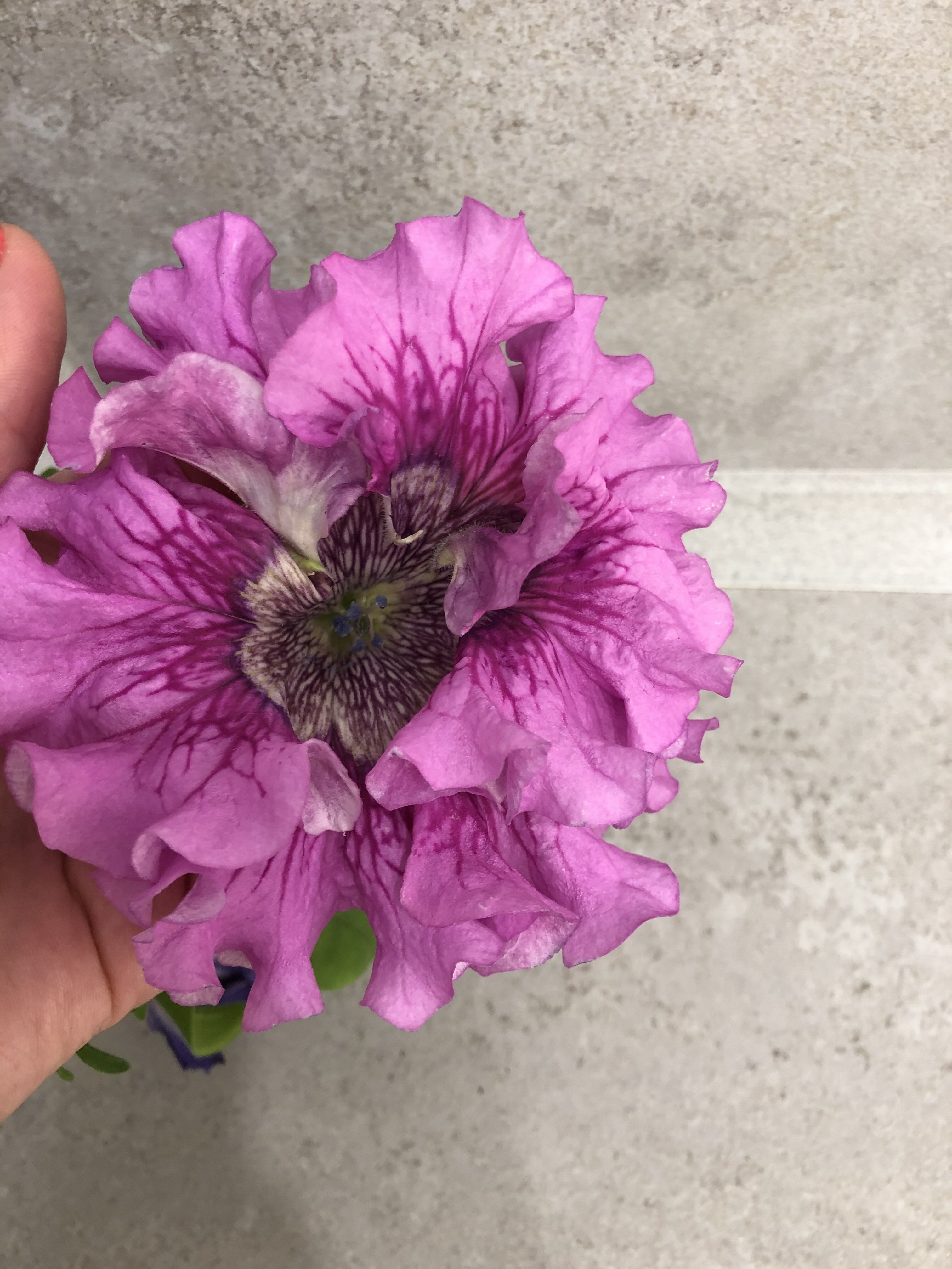 Фотография покупателя товара Семена цветов Петуния Превосходнейшая "Альба", крупноцветковая, О, 10 шт