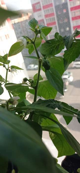 Фотография покупателя товара Семена Перец сладкий "Кузя", 5 шт - Фото 10