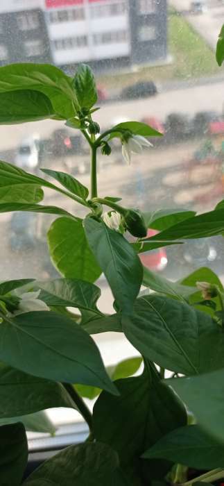 Фотография покупателя товара Семена Перец сладкий "Кузя", 5 шт - Фото 8