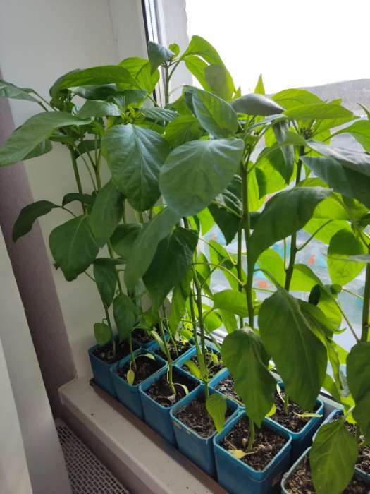 Фотография покупателя товара Семена Перец сладкий "Кузя", 5 шт - Фото 7