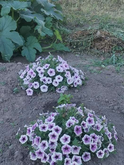Фото отзыва 2