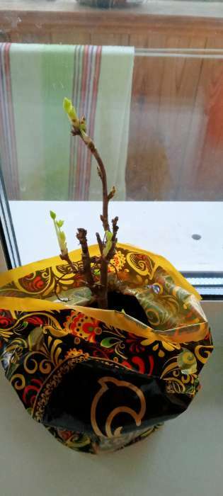 Фотография покупателя товара Саженец Смородина цветная (ОКС) Голландская розовая, 1 шт, Осень 2025 - Фото 1