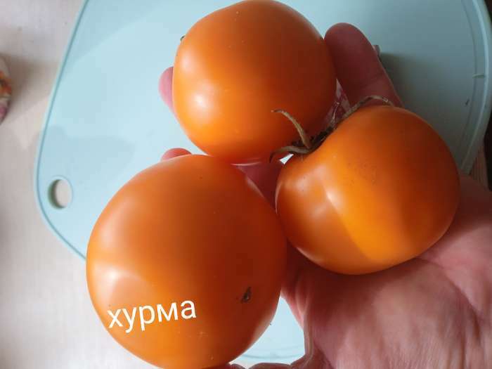 Фотография покупателя товара Семена Томат "Хурма", низкорослый, 0,1 гр
