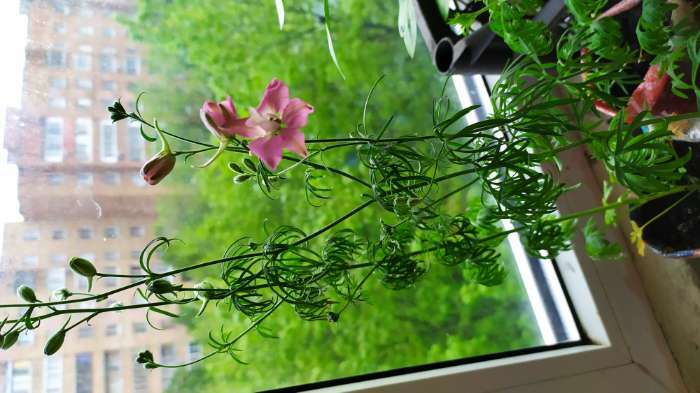Фотография покупателя товара Семена цветов Дельфиниум "Клиа Спринг", Розовый, 0,05 г - Фото 1