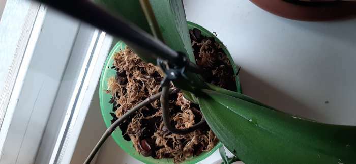 Фотография покупателя товара Грунт  для орхидей Effect+™ Medium 20-40 мм, 2,5 л - Фото 3