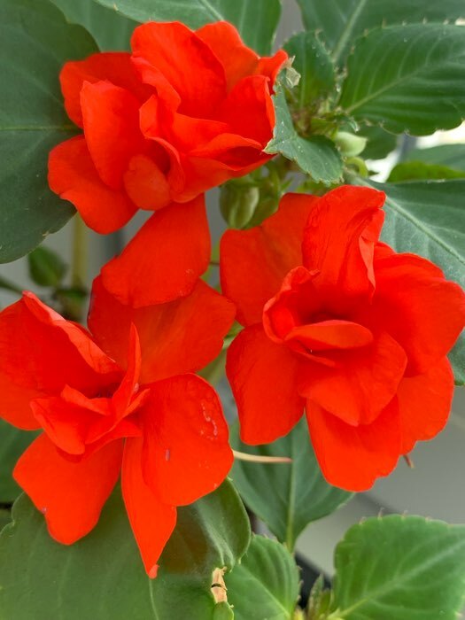 Фотография покупателя товара Семена цветов Бальзамин "Уоллера Искушение оранжевое" F1, О, 4 шт.