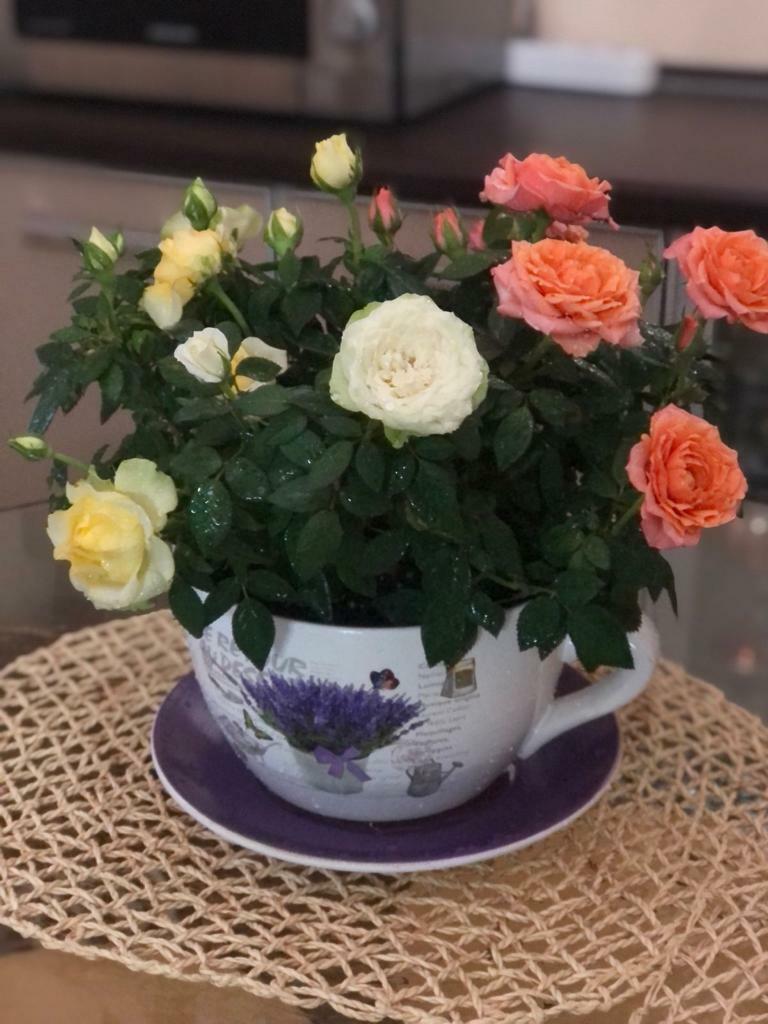 Фотография покупателя товара Горшок в форме чашки "Блум" розы, 19х24х12см - Фото 1