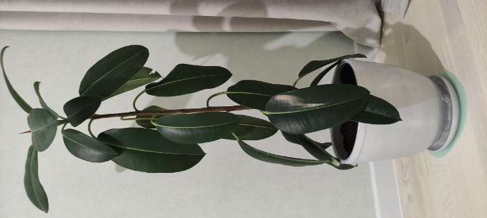 Фотография покупателя товара Горшок цветочный "Классика" с поддоном 1,8л - Фото 4