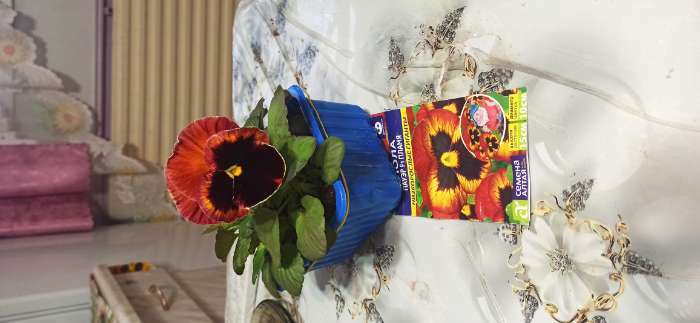 Фотография покупателя товара Семена цветов Виола "Пауэр Пламя", F1, 5 шт. - Фото 2