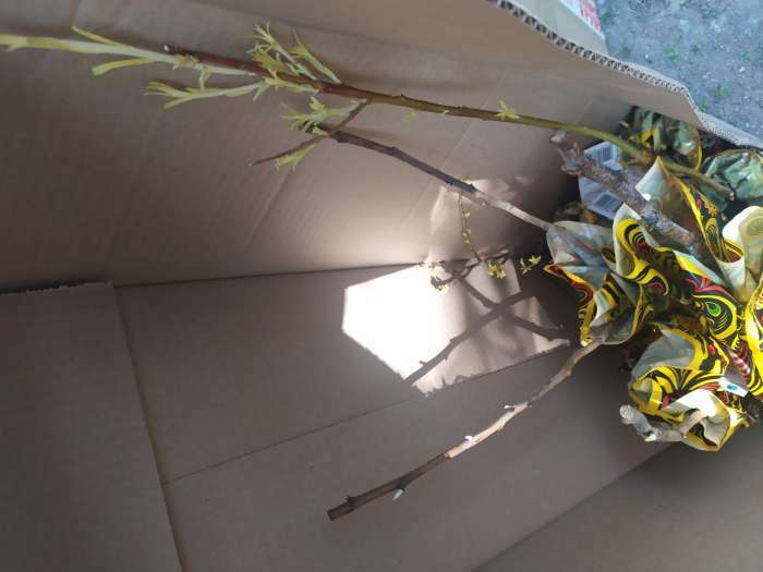 Фотография покупателя товара Саженец Ива (горшок р9) Шверина улучшенная, 1 шт, Осень 2025 - Фото 1