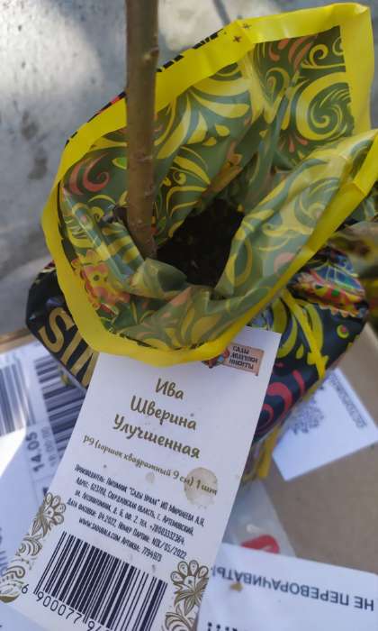 Фотография покупателя товара Саженец Ива (горшок р9) Шверина улучшенная, 1 шт, Осень 2025 - Фото 2