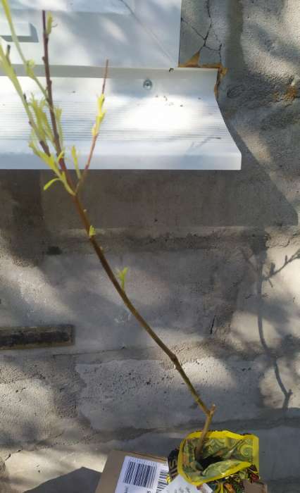 Фотография покупателя товара Саженец Ива (горшок р9) Шверина улучшенная, 1 шт, Осень 2025 - Фото 3