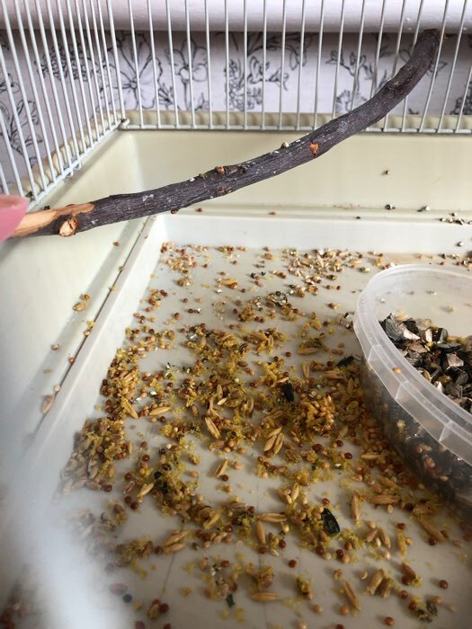 Фотография покупателя товара Зерновые палочки "Пижон" для птиц, с орехами, 2 шт, 96 г - Фото 3