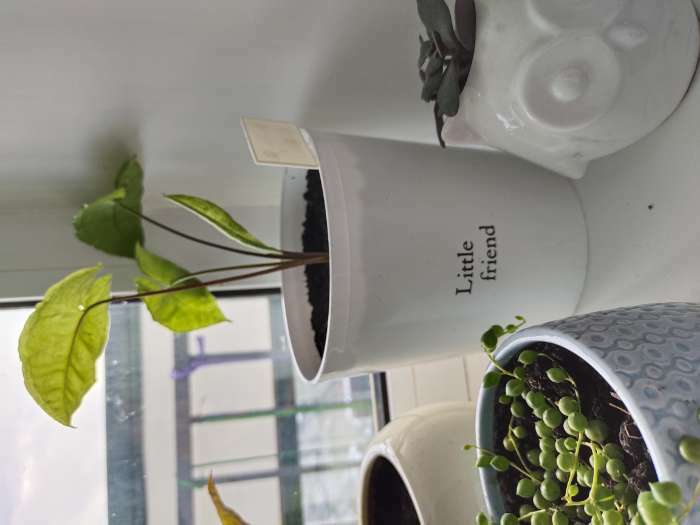 Фотография покупателя товара Кашпо для цветов «Маленький друг», 1.6 л - Фото 1