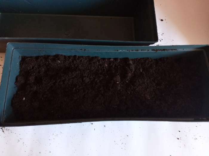 Фотография покупателя товара Ящик для рассады, 36 × 14 × 9 см, 3 л, чёрный, «Урожай-7» - Фото 2