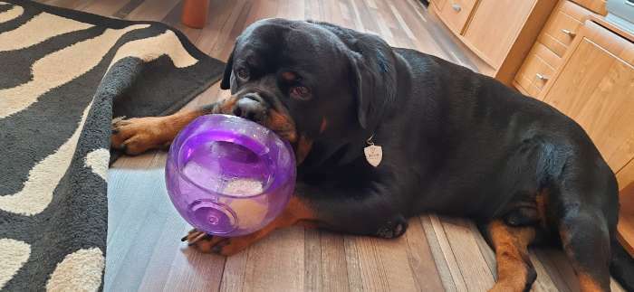 Фотография покупателя товара Мячик Kong L/XL "Джумблер"  для собак,  синтетическая резина, 18 см - Фото 1